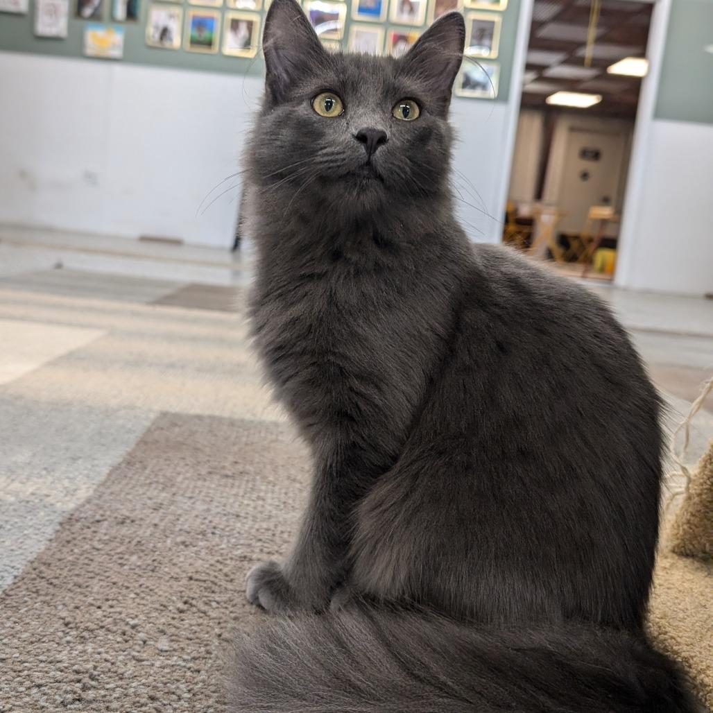 Enlarge Ramsey, a Adoptable Domestic Long Hair in Nowata, OK image 2/6