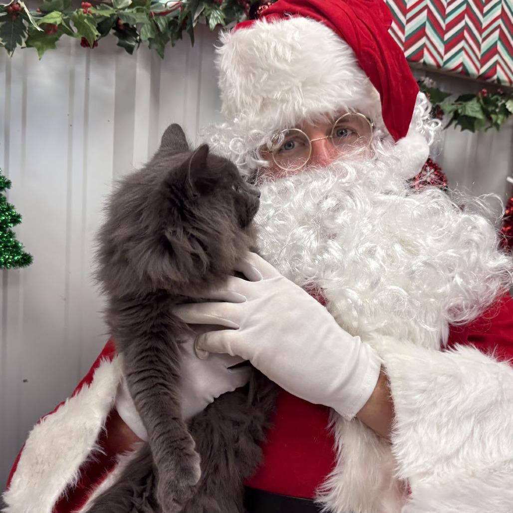 Enlarge Ramsey, a Adoptable Domestic Long Hair in Nowata, OK image 3/6