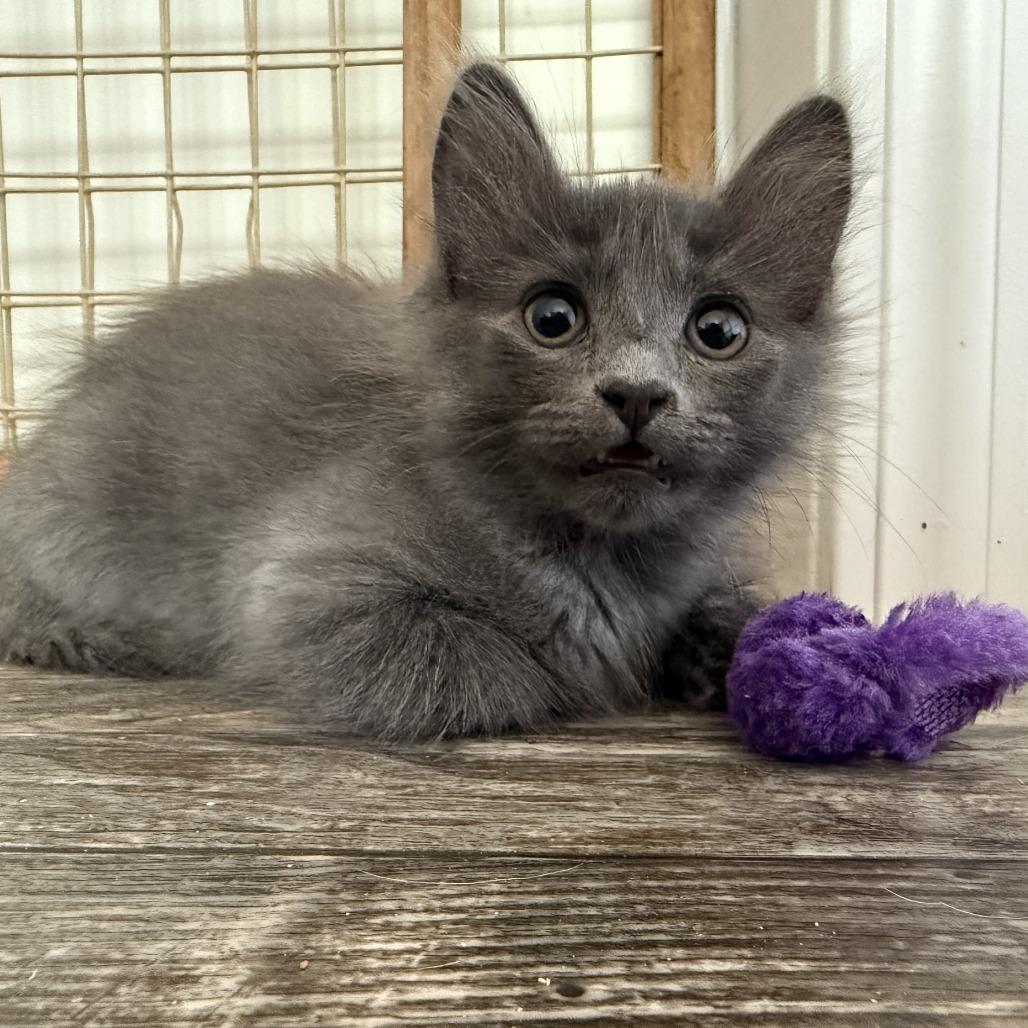 Ramsey, a Adoptable Domestic Medium Hair in Nowata, OK image 2/6