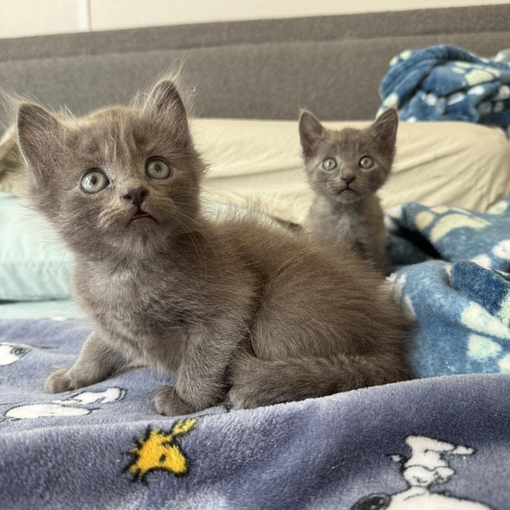 Ramsey, a Adoptable Domestic Medium Hair in Nowata, OK image 4/6