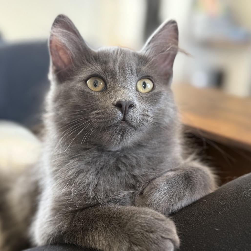 Enlarge Ramsey, a Adoptable Domestic Long Hair in Nowata, OK image 5/6