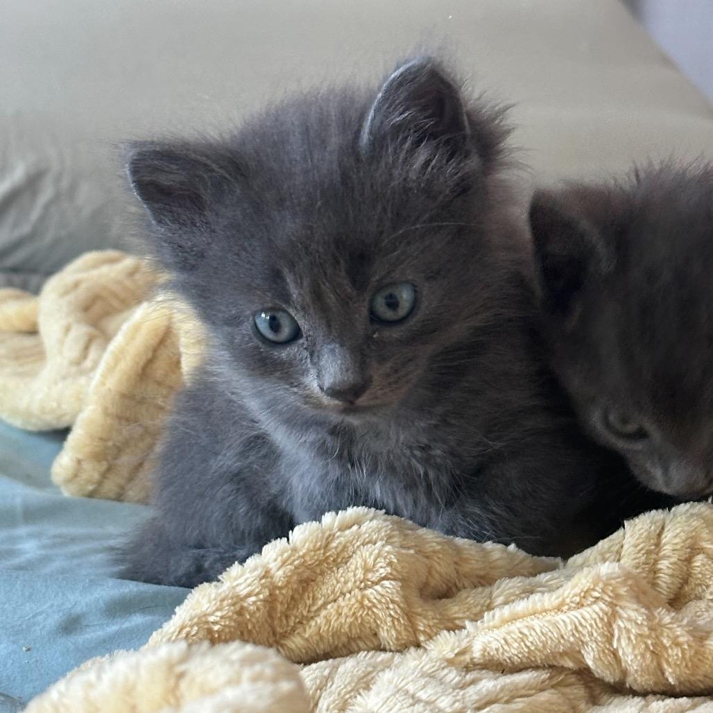 Ramsey, a Adoptable Domestic Medium Hair in Nowata, OK image 5/6