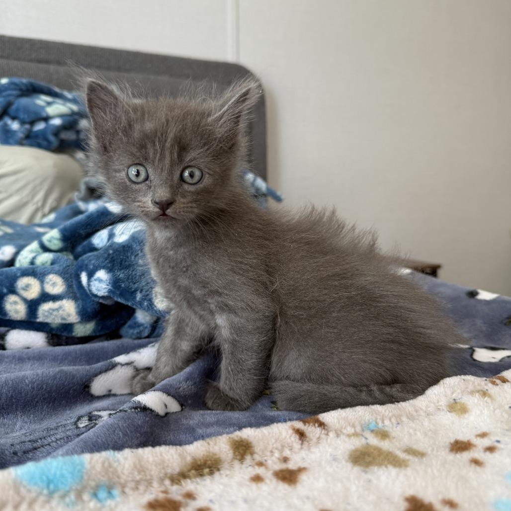 Ramsey, a Adoptable Domestic Medium Hair in Nowata, OK image 6/6