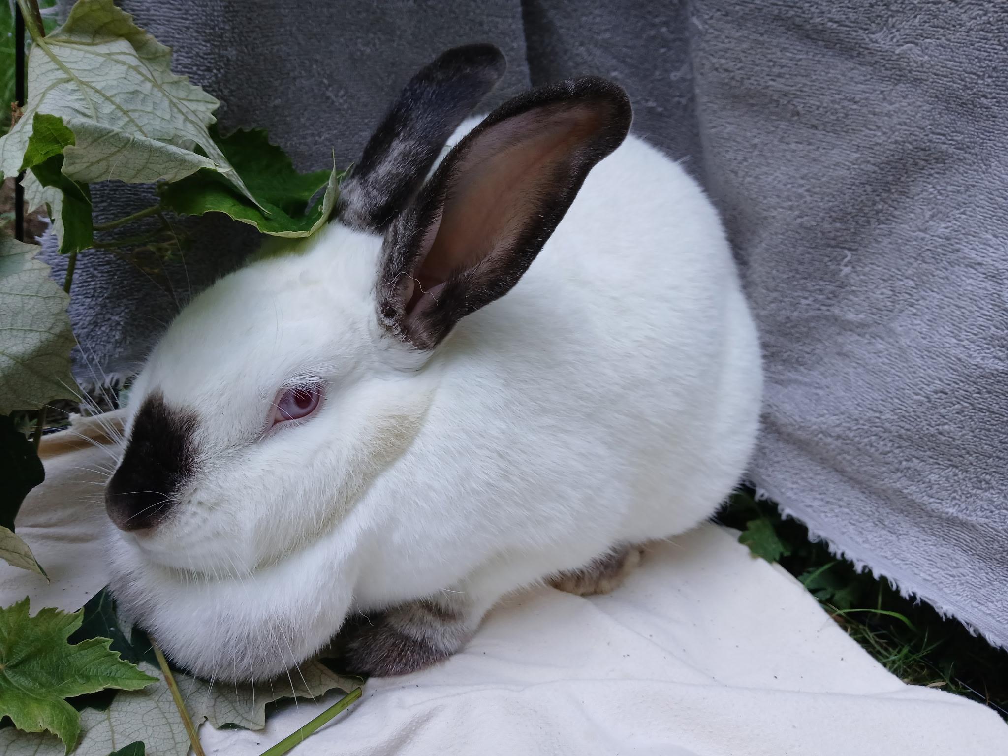 Lou, adoptable, Adult Female Californian.