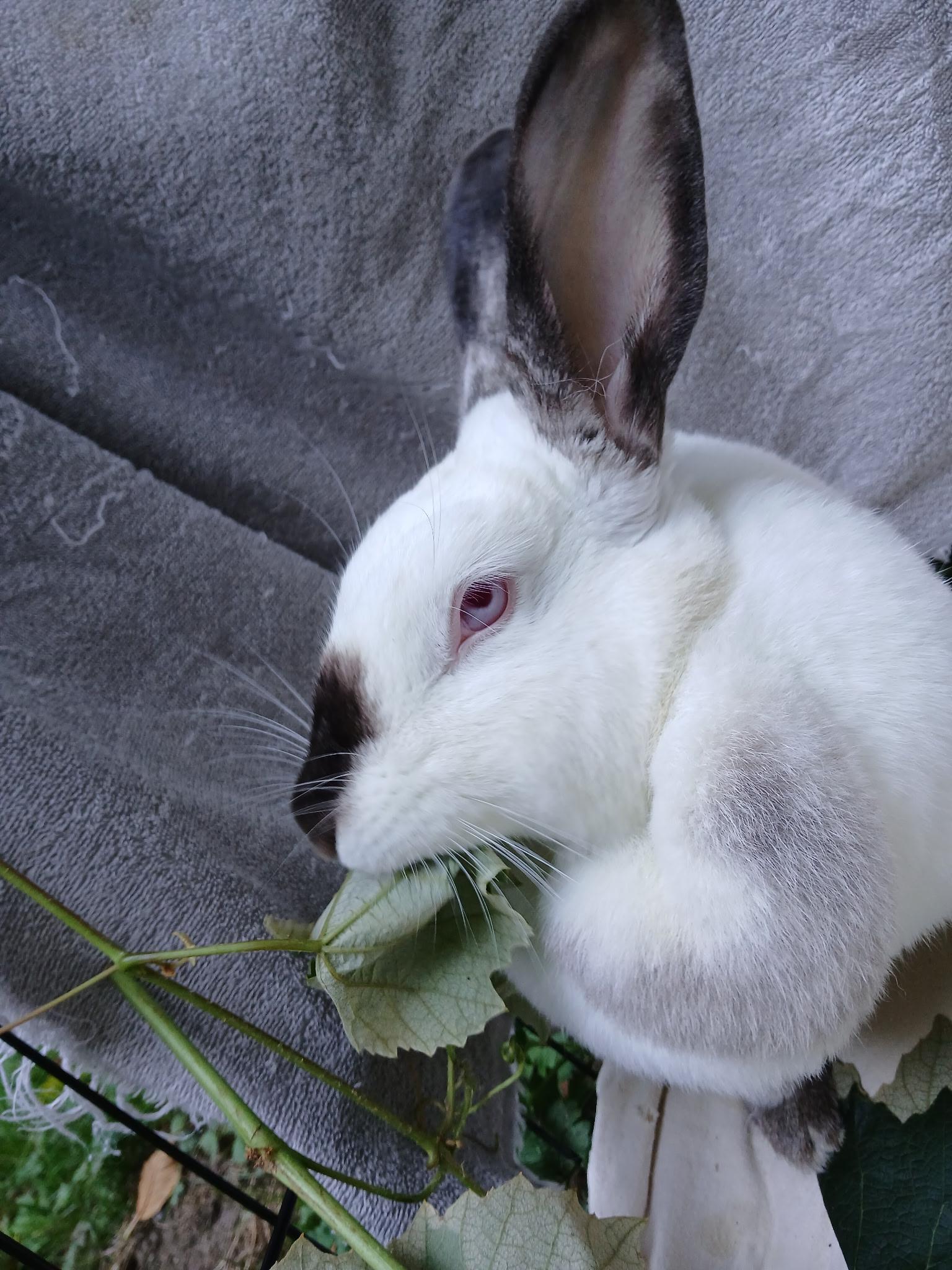 Enlarge Lou, an adoptable Californian in Carnation, WA image 2/2