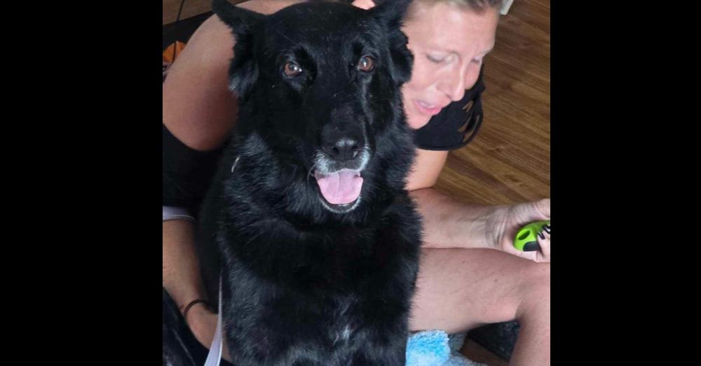 Nikki, Adoptable, Adult Female German Shepherd Dog.