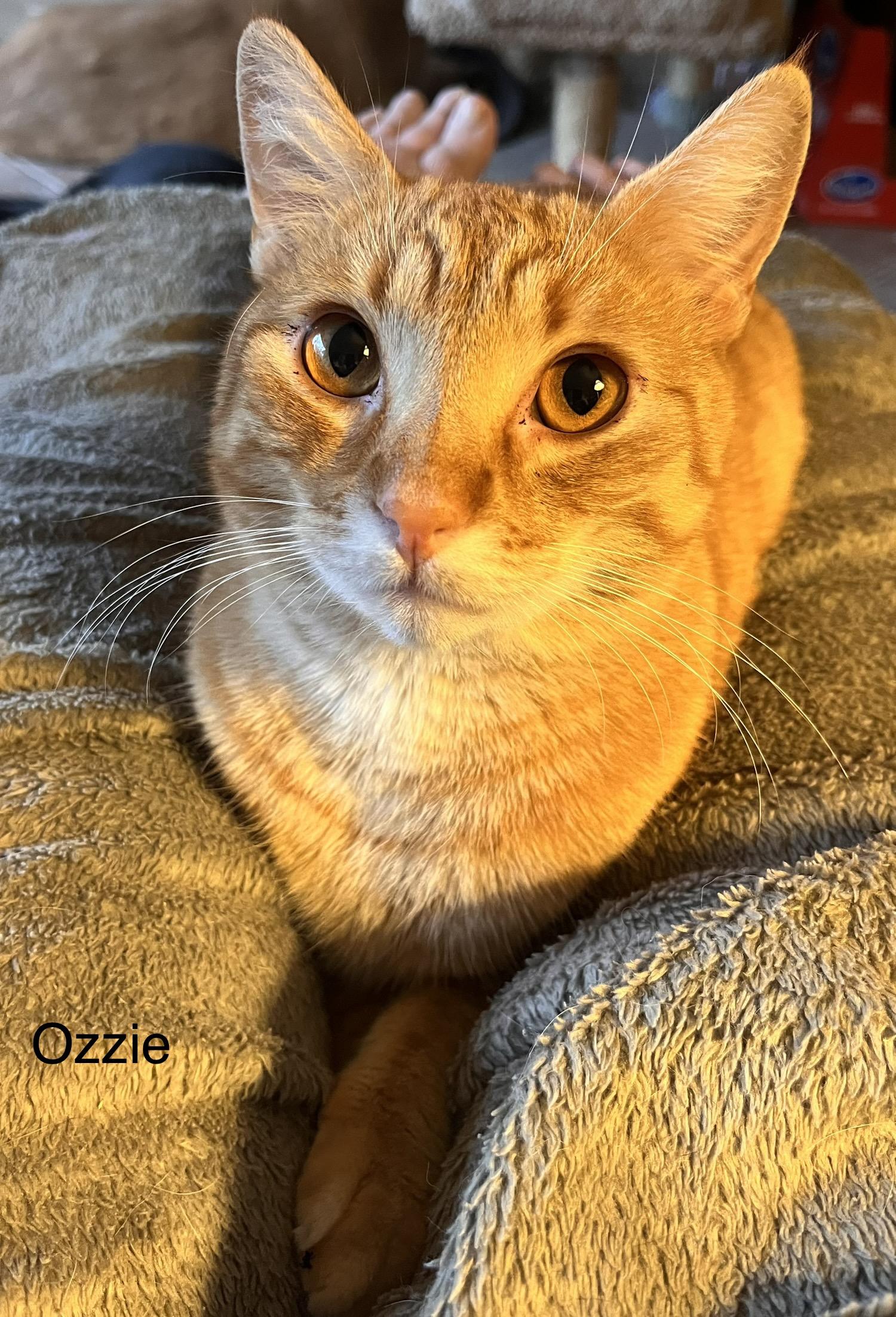 Enlarge Goose, a Adoptable mixed breed in Moreno Valley, CA image 6/6