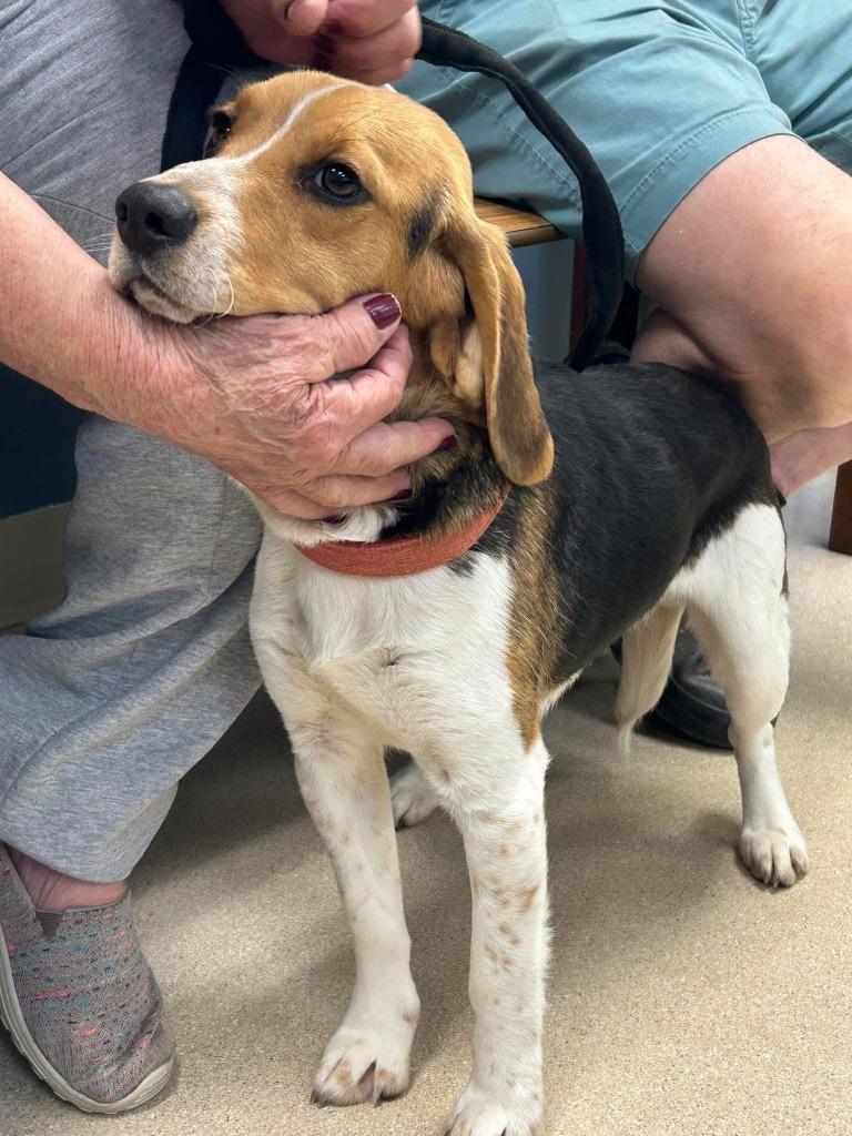 Enlarge Trooper, a Adopted Beagle in Auburn, IN image 1/1