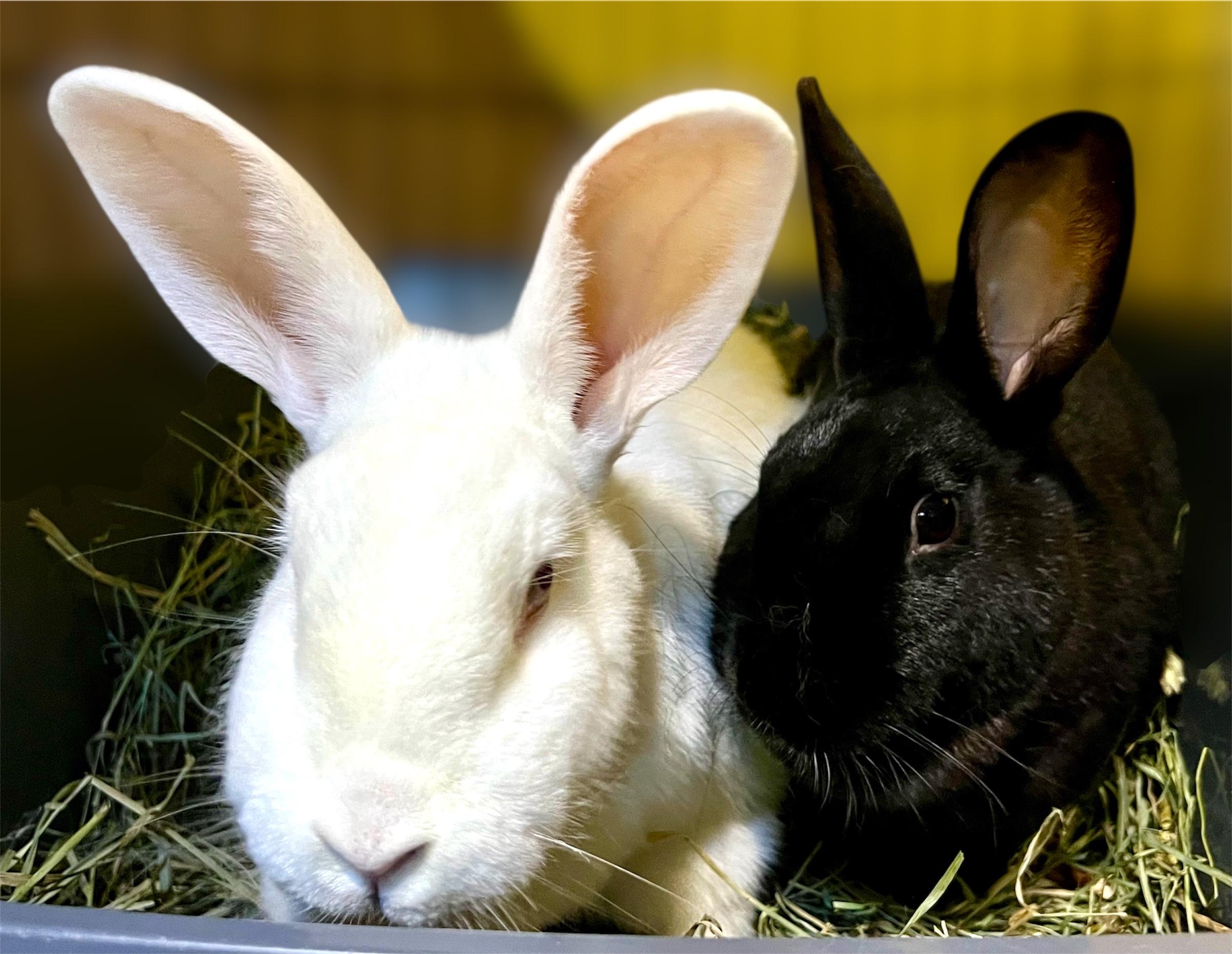 Sonny & Cher, ADOPTABLE, Senior Female Bunny Rabbit.