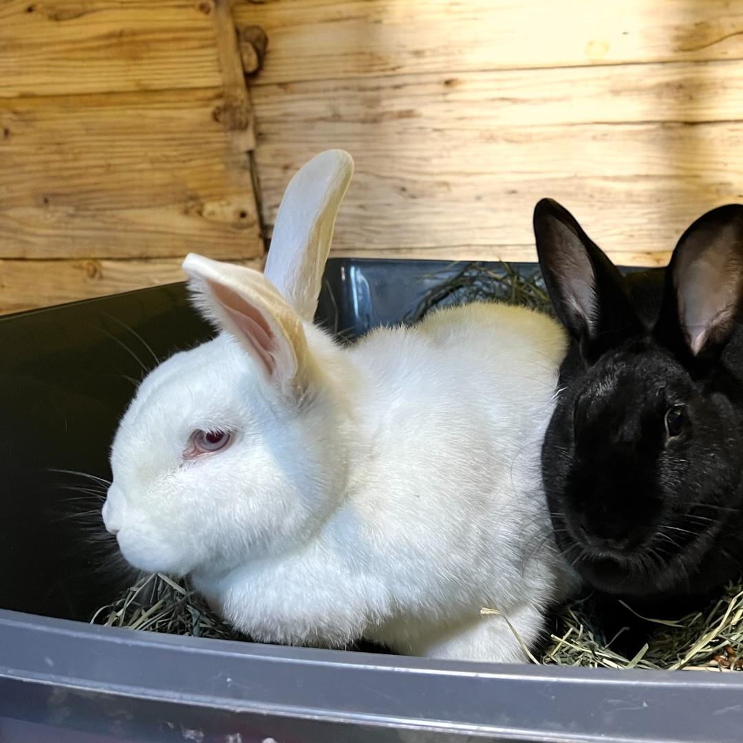 Enlarge Sonny & Cher, a ADOPTABLE Bunny Rabbit in Ferndale, WA image 4/6