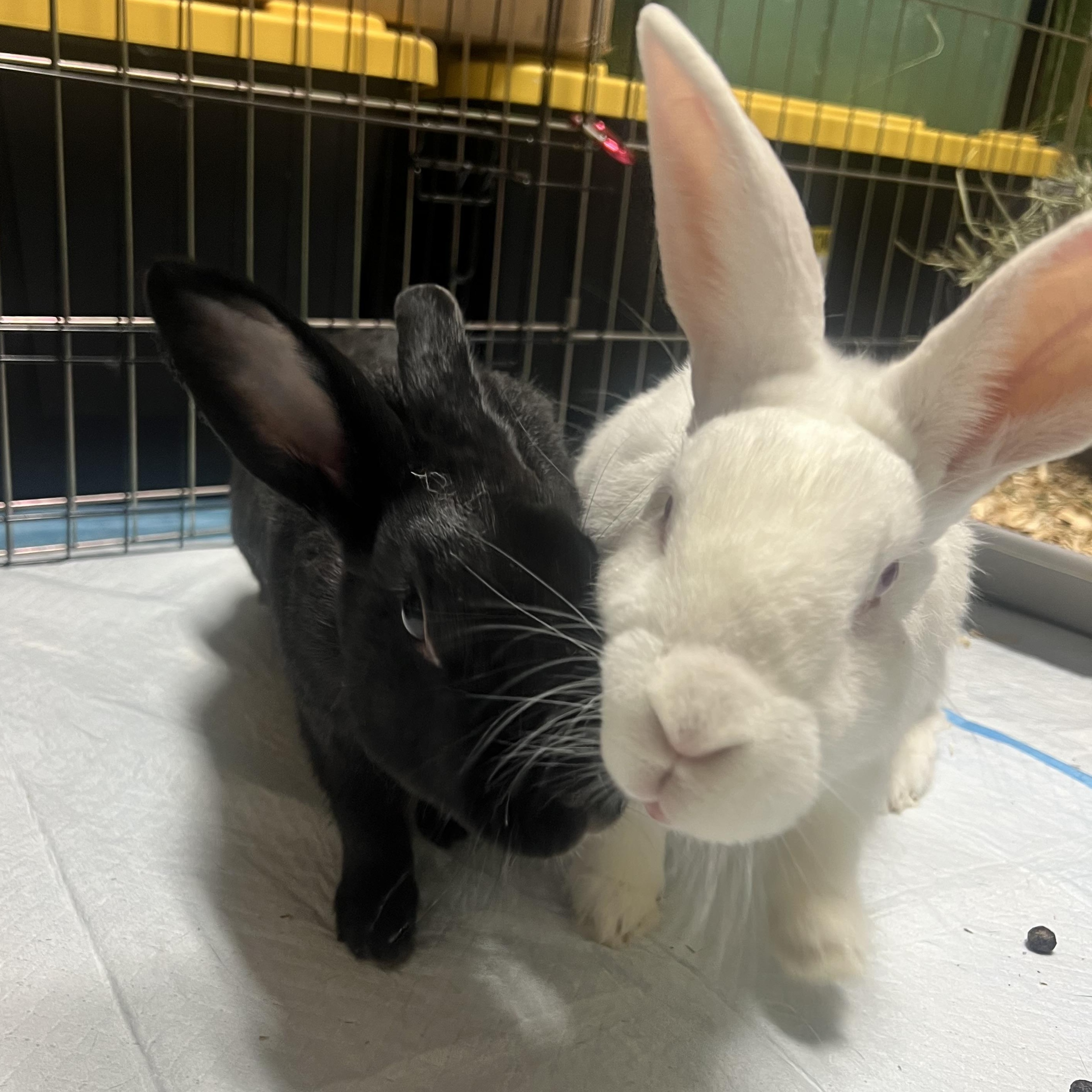 Sonny & Cher, a ADOPTABLE Bunny Rabbit in Ferndale, WA image 3/5