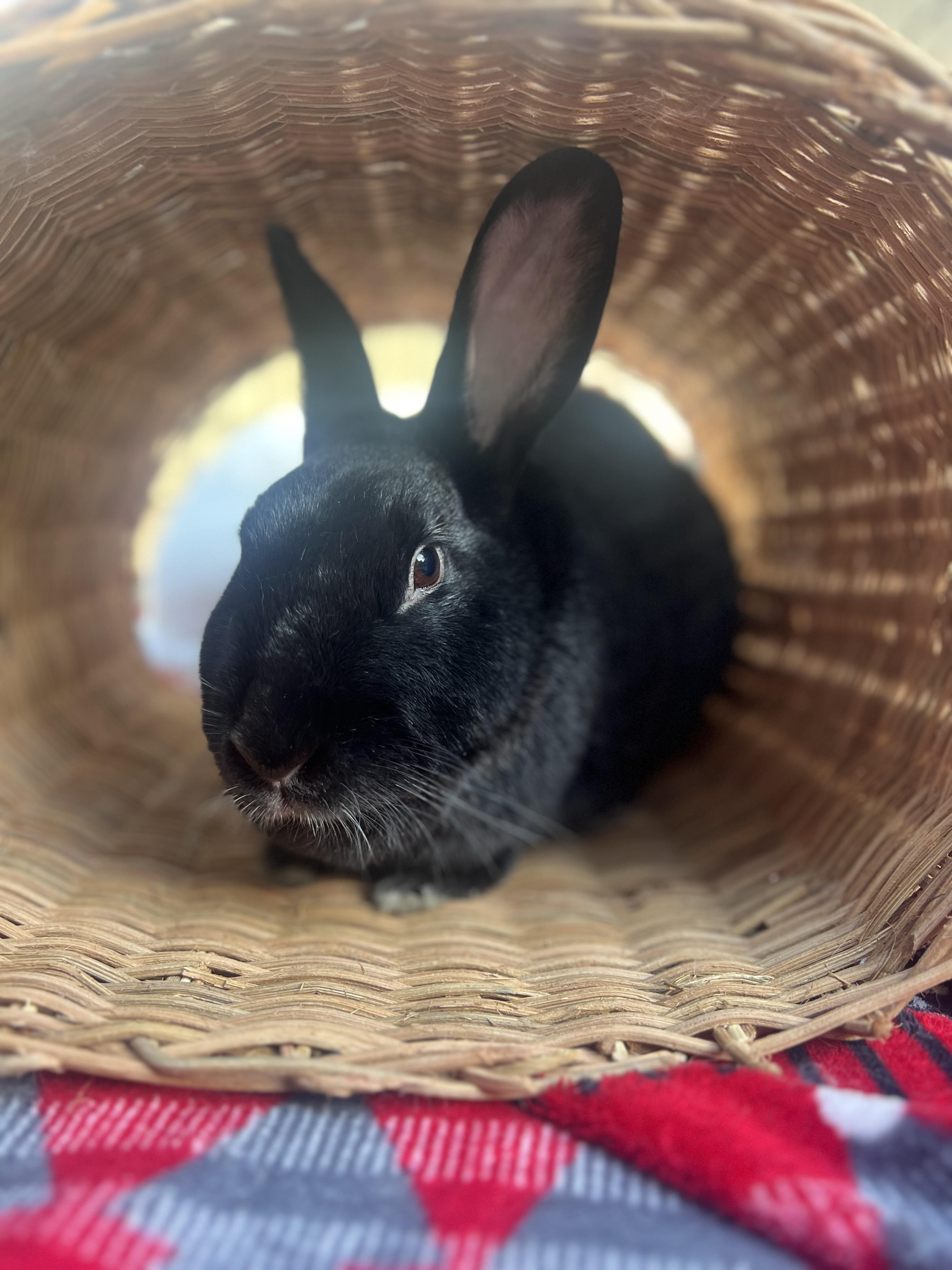 Enlarge Sonny & Cher, a ADOPTABLE Bunny Rabbit in Ferndale, WA image 3/5