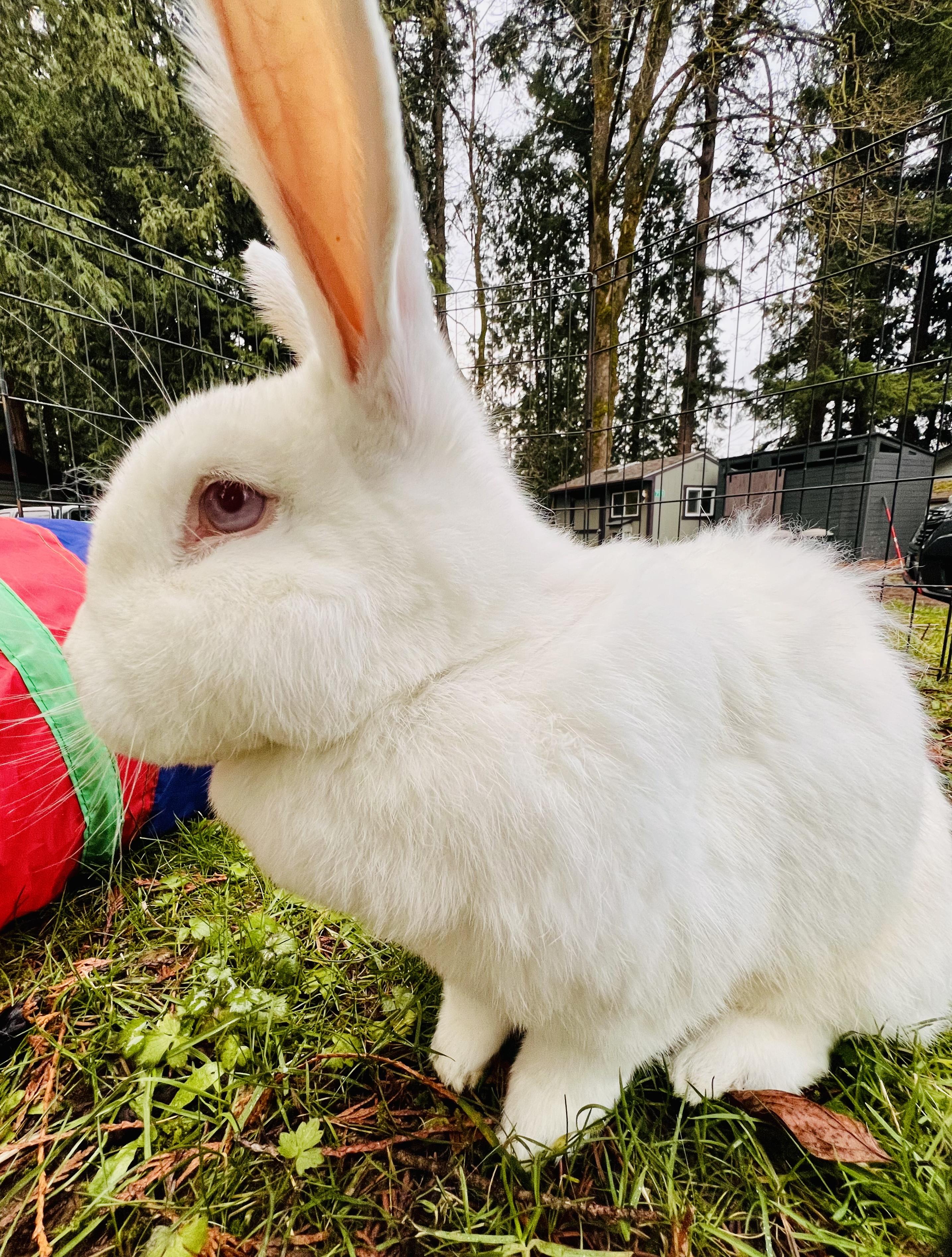 Enlarge Sonny & Cher, a ADOPTABLE Bunny Rabbit in Ferndale, WA image 2/6
