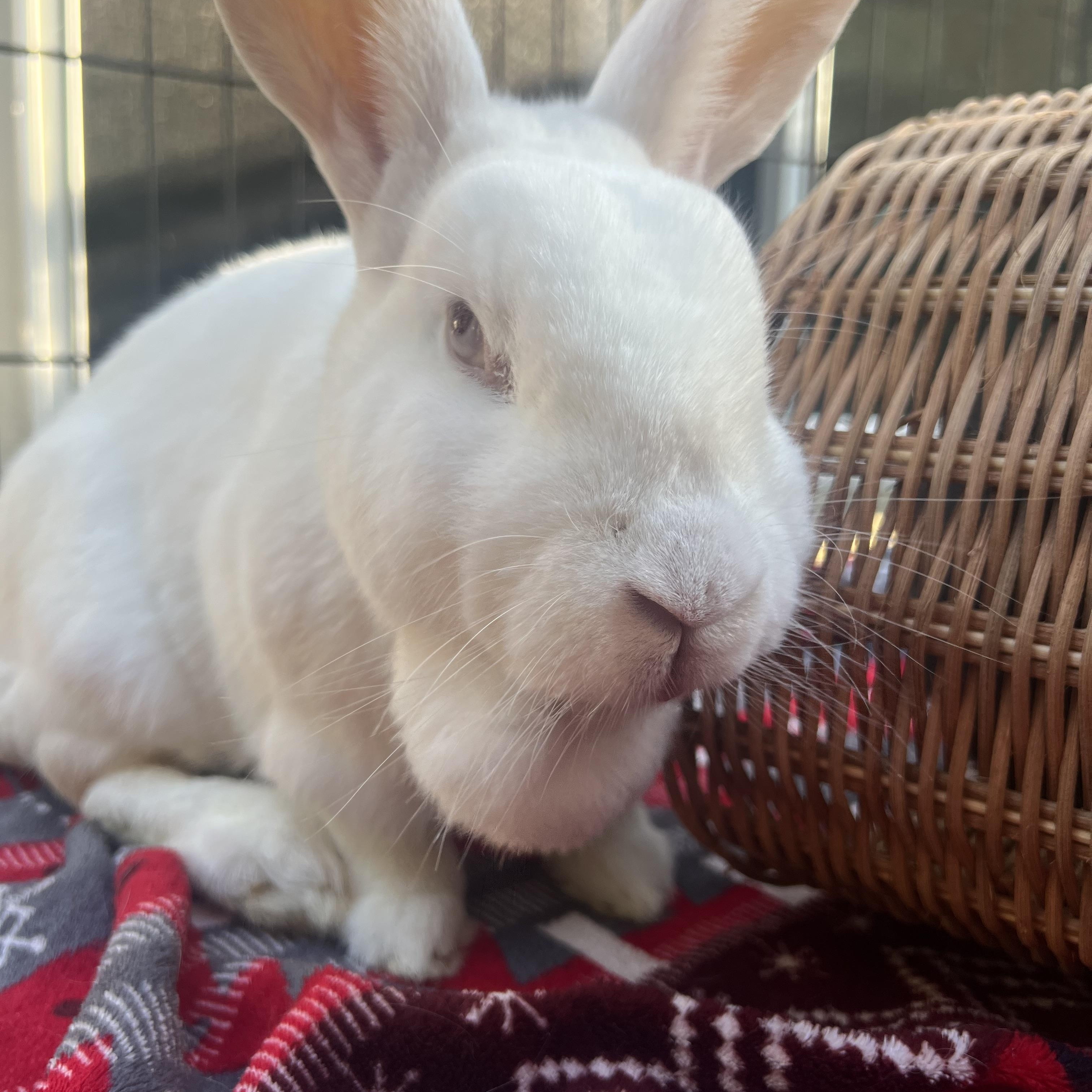 Enlarge Sonny & Cher, a ADOPTABLE Bunny Rabbit in Ferndale, WA image 2/5