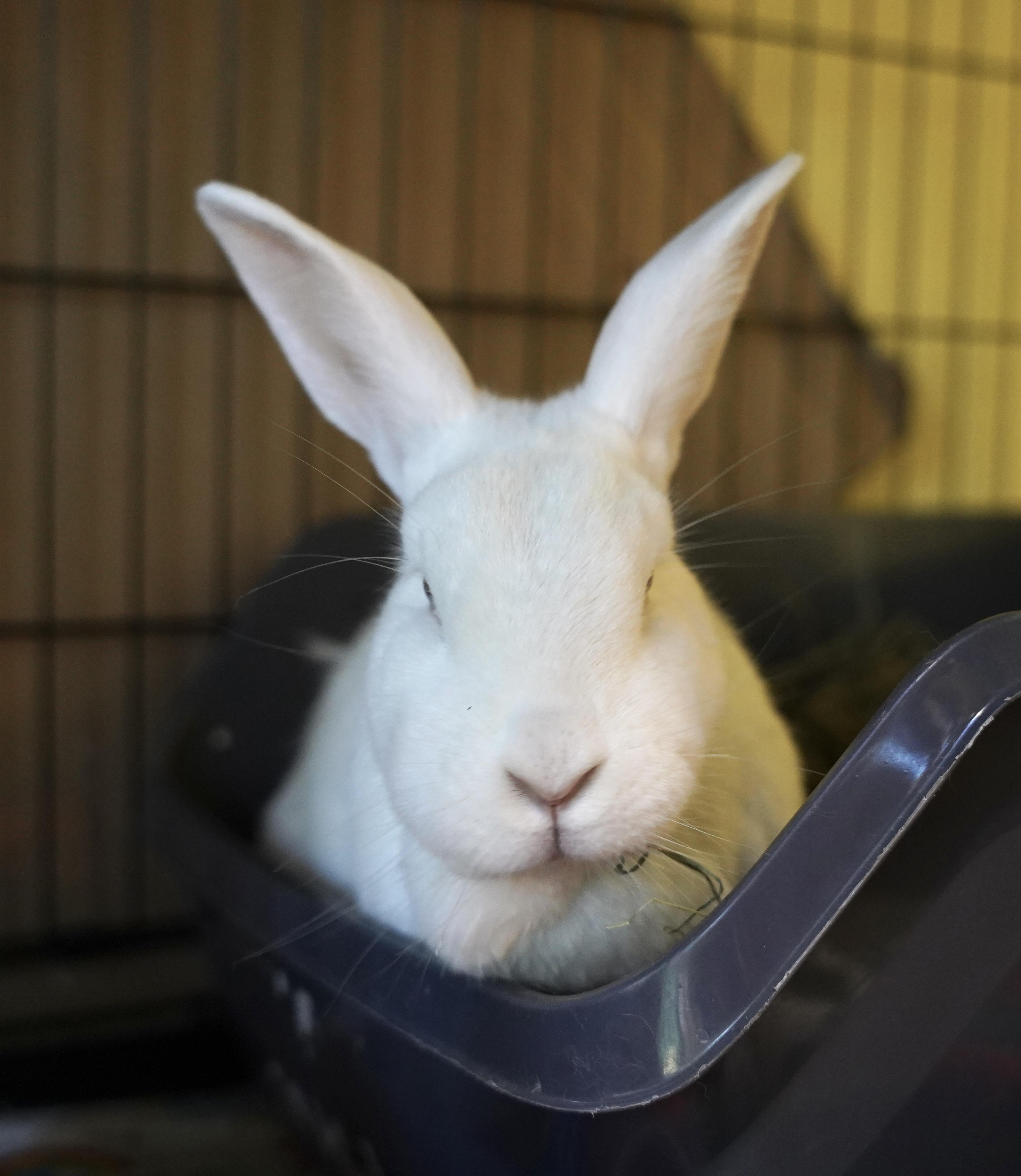 Enlarge Sonny & Cher, a ADOPTABLE Bunny Rabbit in Ferndale, WA image 5/6