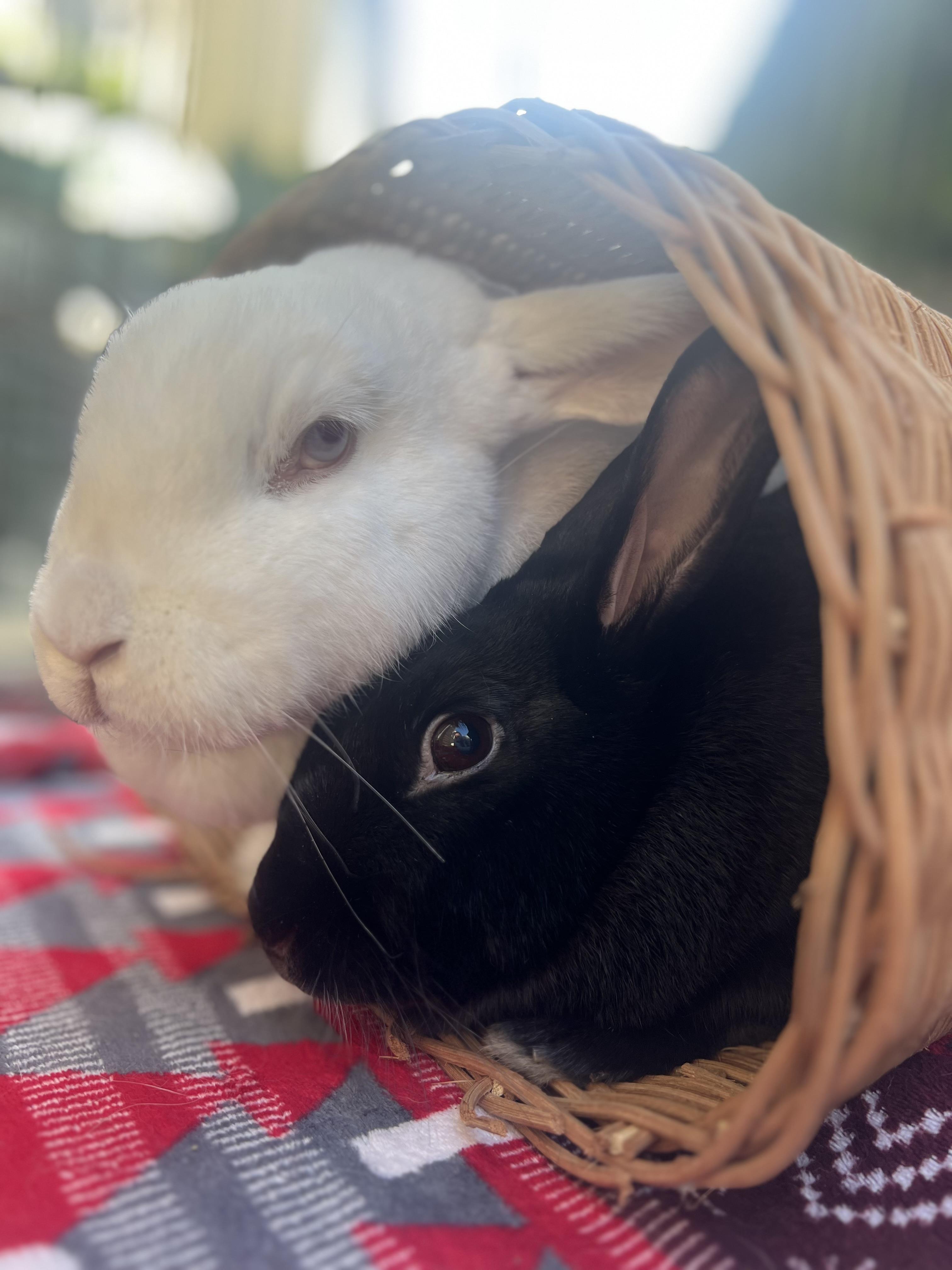 Sonny & Cher, ADOPTABLE, Senior Female Bunny Rabbit.