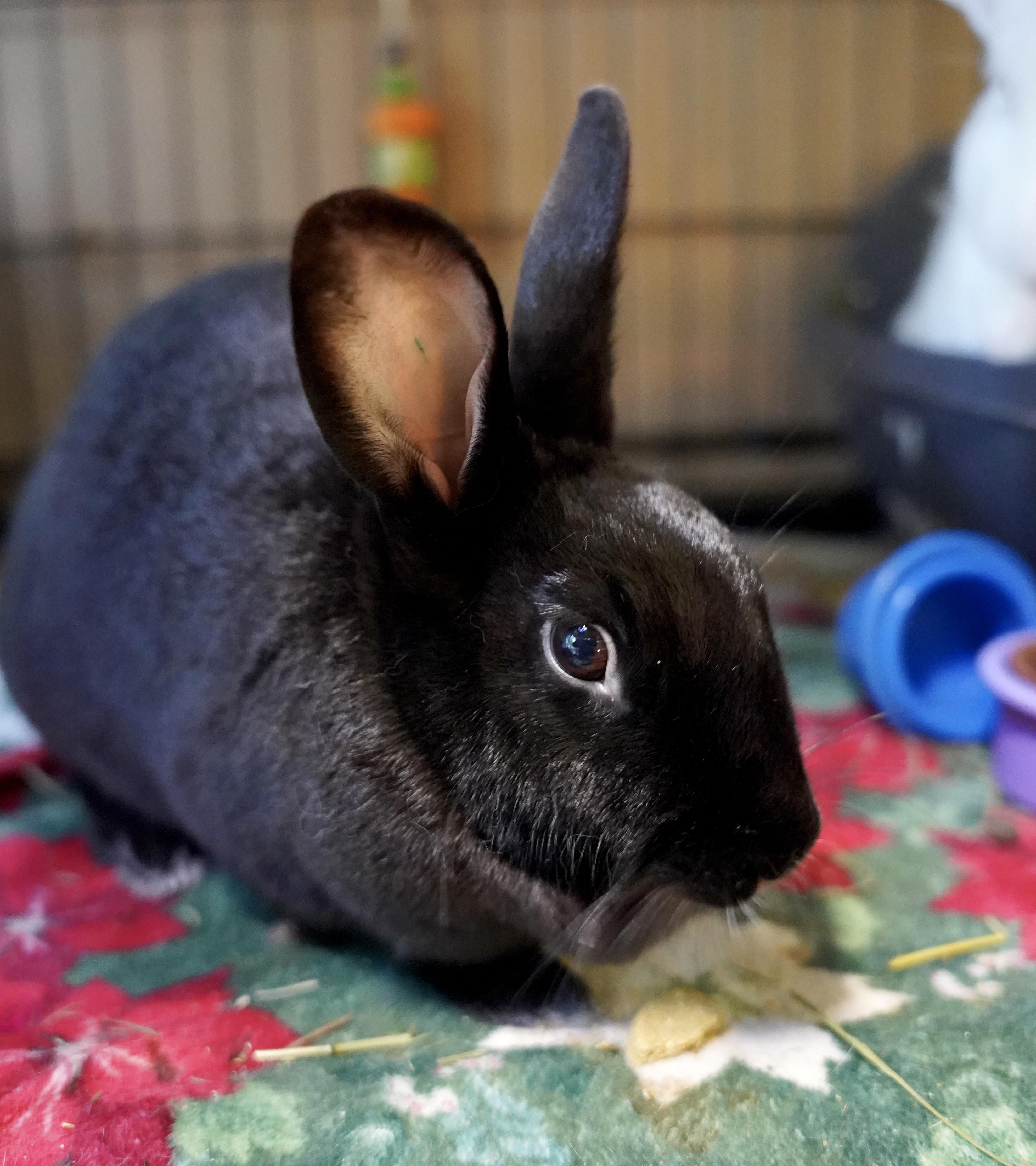 Enlarge Sonny & Cher, a ADOPTABLE Bunny Rabbit in Ferndale, WA image 3/6