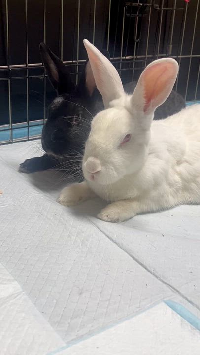 Enlarge Sonny & Cher, a ADOPTABLE Bunny Rabbit in Ferndale, WA video 2/5
