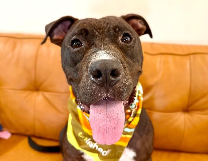 Tango the Tiny dancer — thumbnail 2