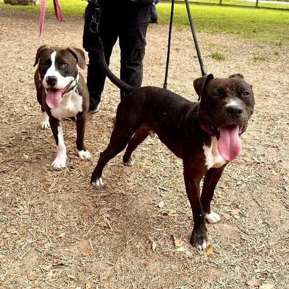 Tango the Tiny dancer — thumbnail 5