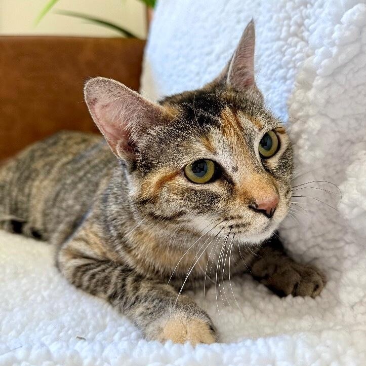 Dulcecita Caramel — thumbnail 4