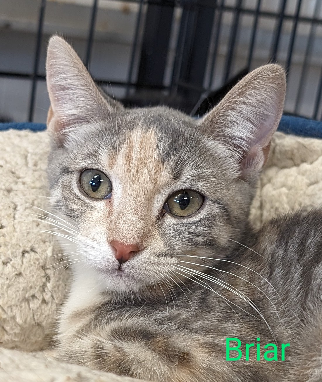 Enlarge Briar, a Adoptable Domestic Short Hair in Colfax, IA image 1/1