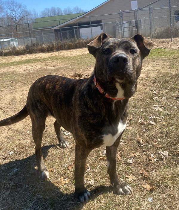 Enlarge Indie, an adoptable mixed breed in Manistee, MI image 2/3