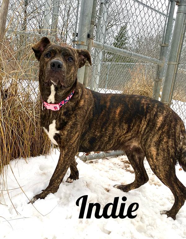 Indie, adoptable, Young Female Boxer & Labrador Retriever.