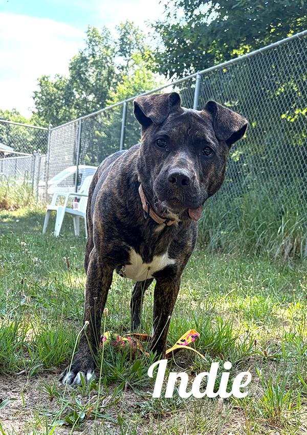 Indie, adoptable, Young Female Boxer & Labrador Retriever.
