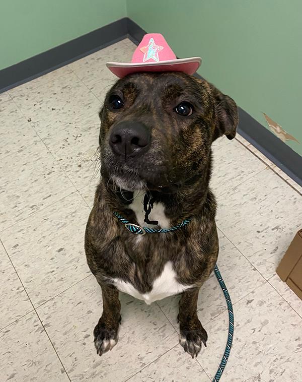 Enlarge Indie, an adoptable mixed breed in Manistee, MI image 1/3