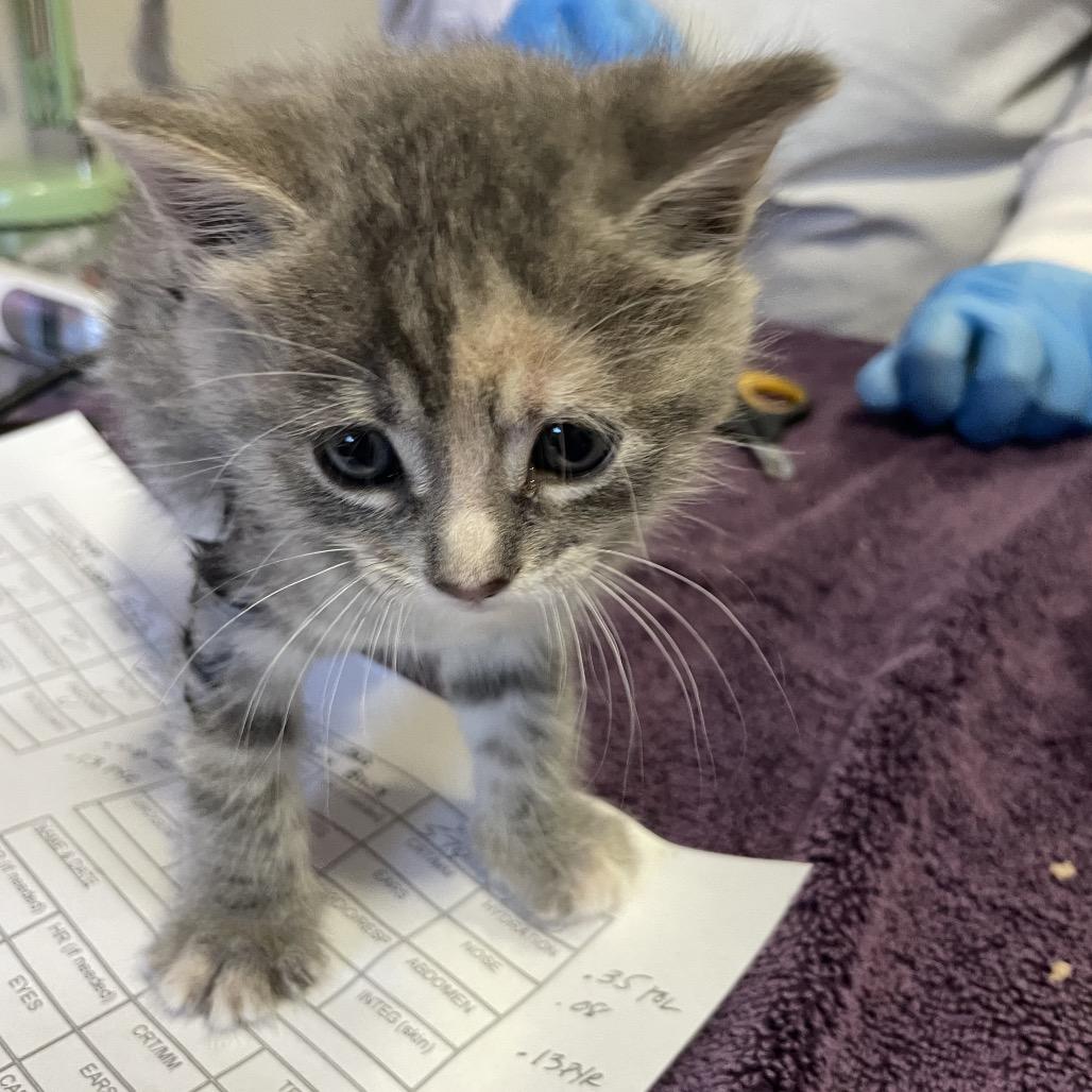 Giggle Bug, Adoptable, Kitten Female Domestic Short Hair.