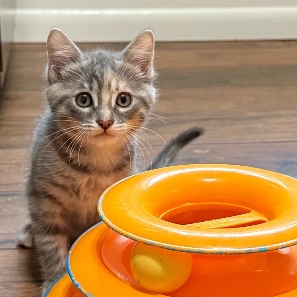 Enlarge Giggle Bug, a Adoptable Domestic Short Hair in Los Angeles, CA image 2/6