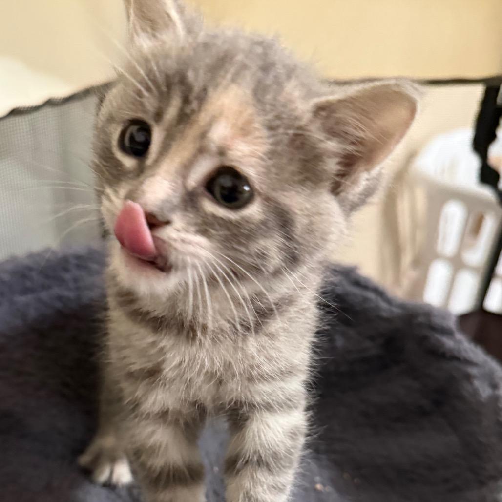Enlarge Giggle Bug, a Adoptable Domestic Short Hair in Los Angeles, CA image 3/6