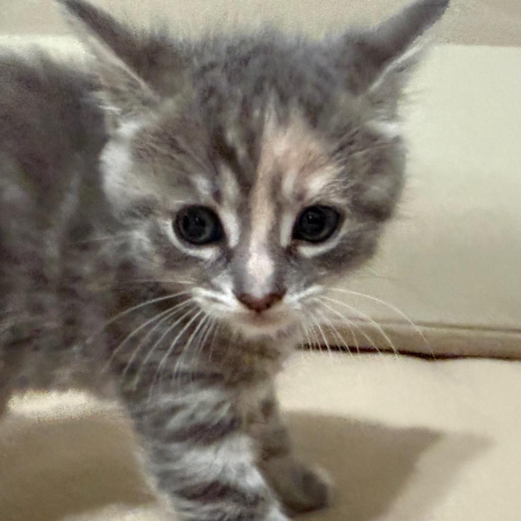 Enlarge Giggle Bug, a Adoptable Domestic Short Hair in Los Angeles, CA image 4/6