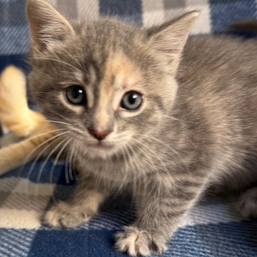 Enlarge Giggle Bug, a Adoptable Domestic Short Hair in Los Angeles, CA image 5/6