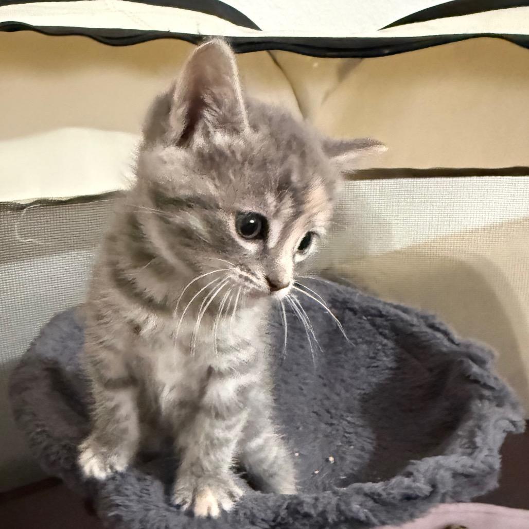 Enlarge Giggle Bug, a Adoptable Domestic Short Hair in Los Angeles, CA image 6/6