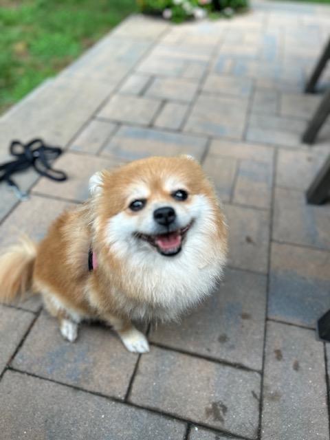 Enlarge Bella, an adopted Pomeranian in Manhasset, NY image 1/5