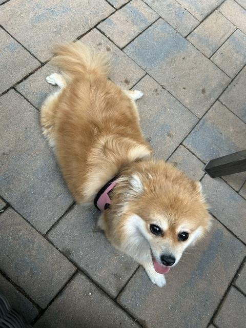 Enlarge Bella, an adopted Pomeranian in Manhasset, NY image 3/5