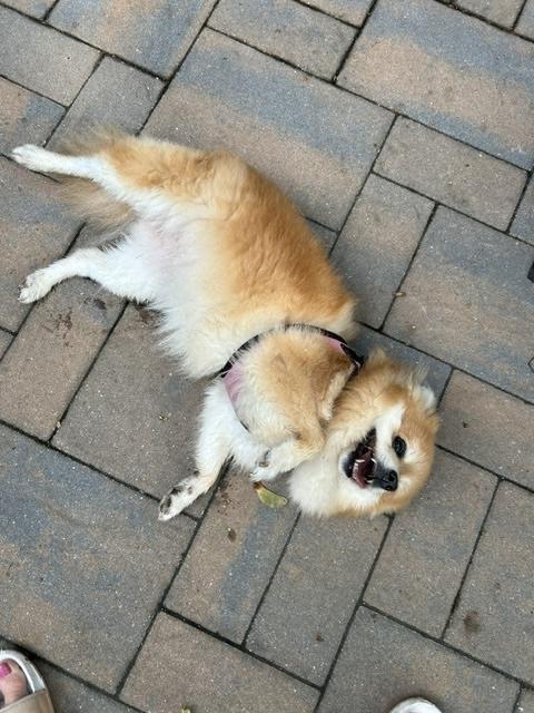 Enlarge Bella, an adopted Pomeranian in Manhasset, NY image 4/5