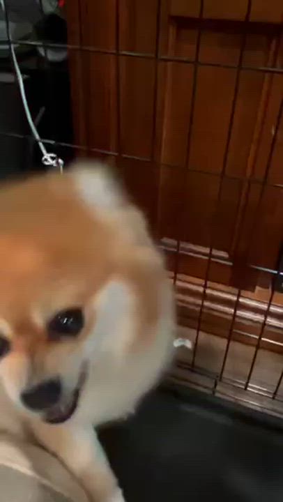 Enlarge Bella, an adopted Pomeranian in Manhasset, NY video 5/5