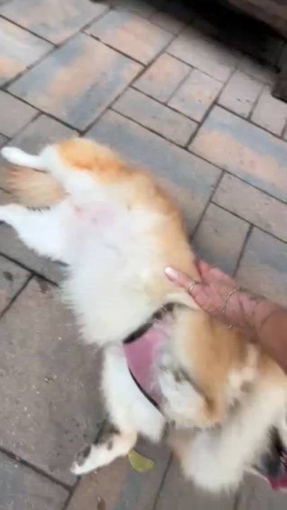 Enlarge Bella, an adopted Pomeranian in Manhasset, NY video 2/5