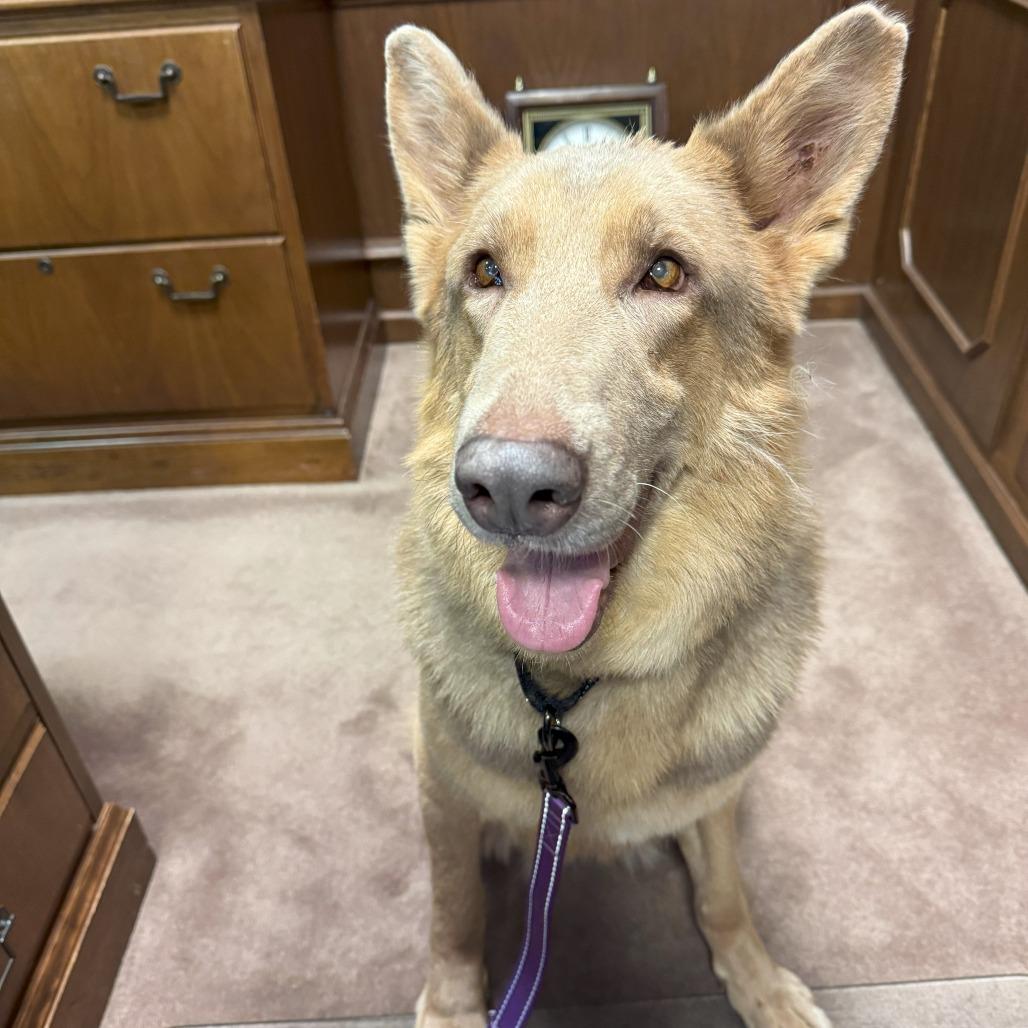 Flora Lucy, Adoptable, Adult Female German Shepherd Dog.