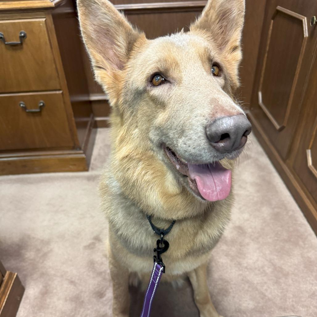 Enlarge Flora Lucy, a Adoptable German Shepherd Dog in Cartersville, GA image 2/3