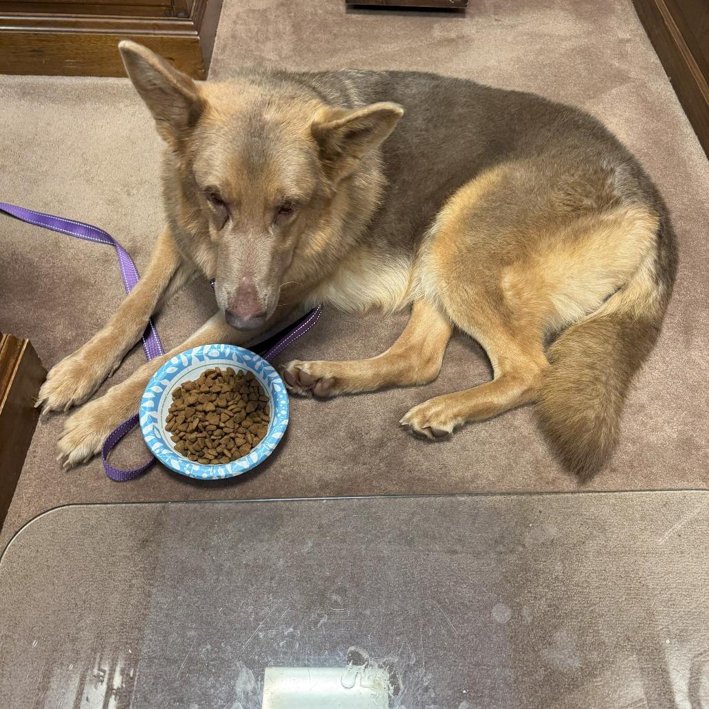 Enlarge Flora Lucy, a Adoptable German Shepherd Dog in Cartersville, GA image 3/3