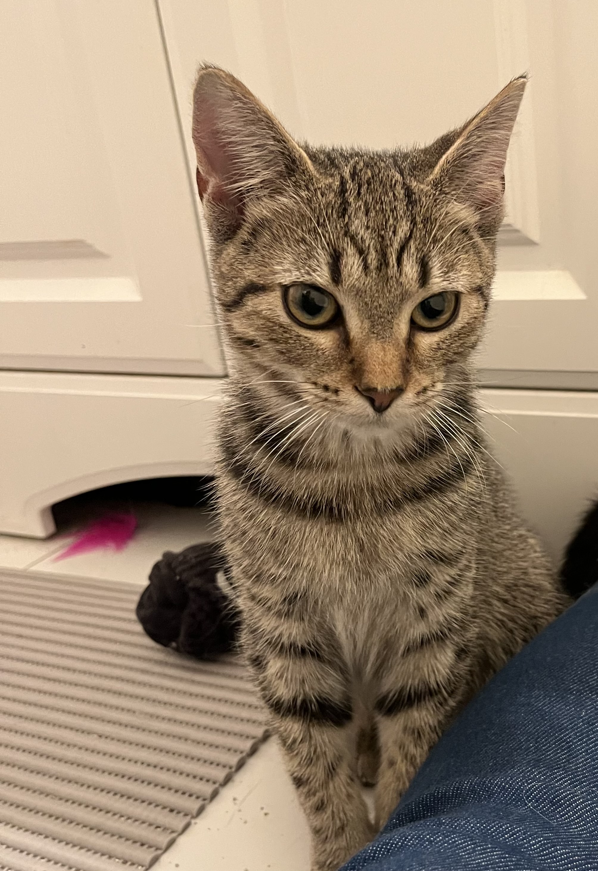 Cat for adoption Casey, a Domestic Short Hair in East Granby, CT