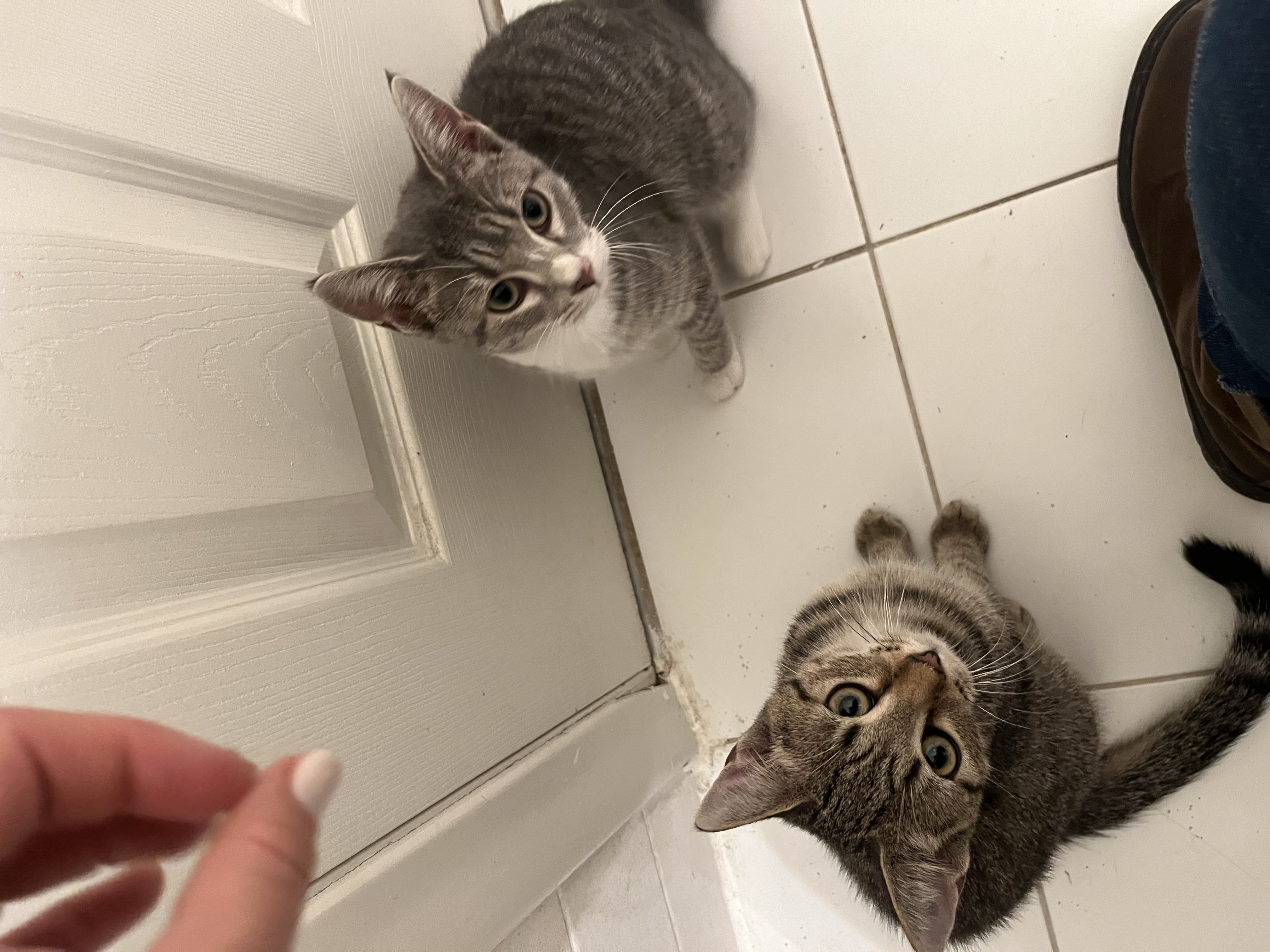 Cat for adoption Casey, a Domestic Short Hair in East Granby, CT