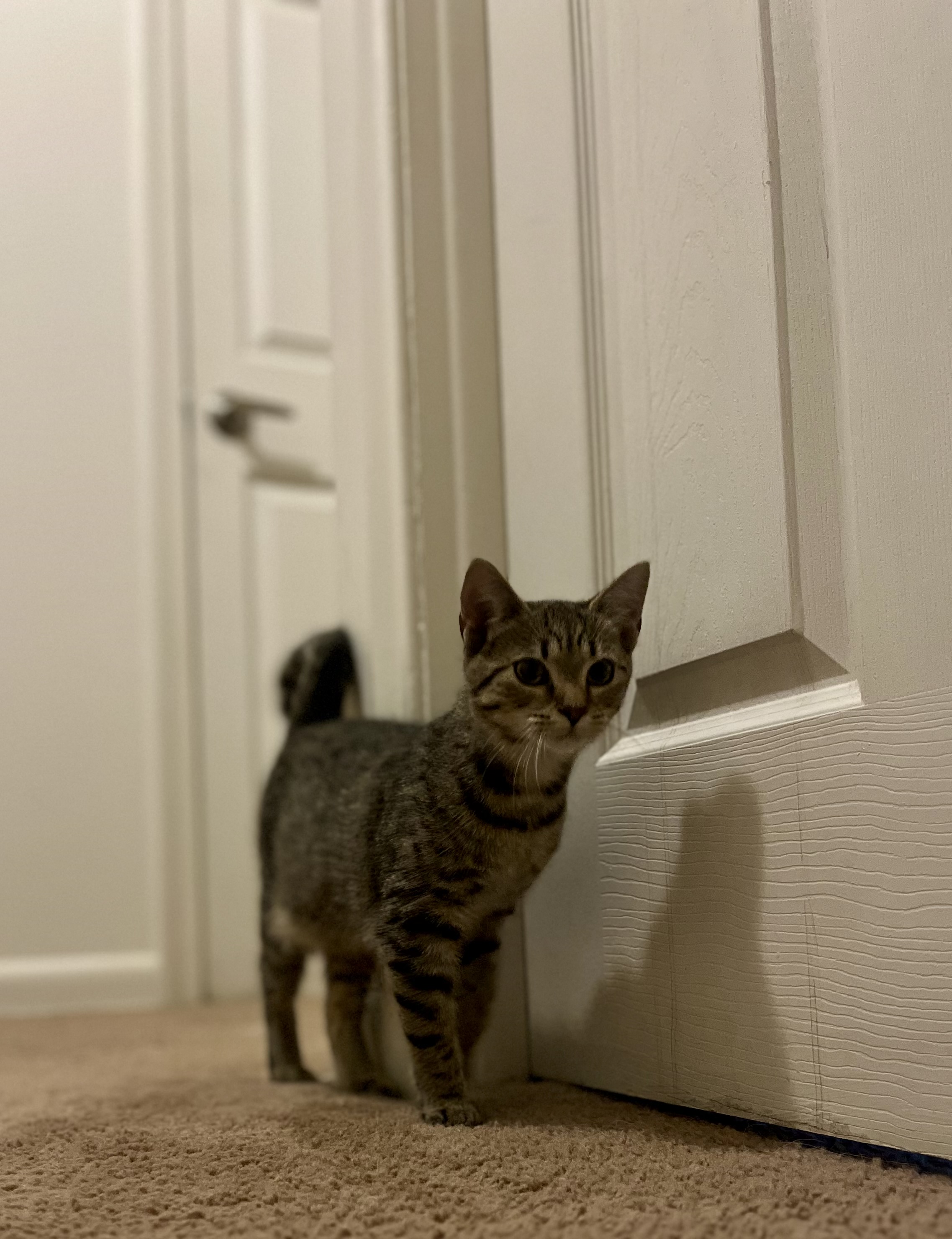 Cat for adoption Casey, a Domestic Short Hair in East Granby, CT