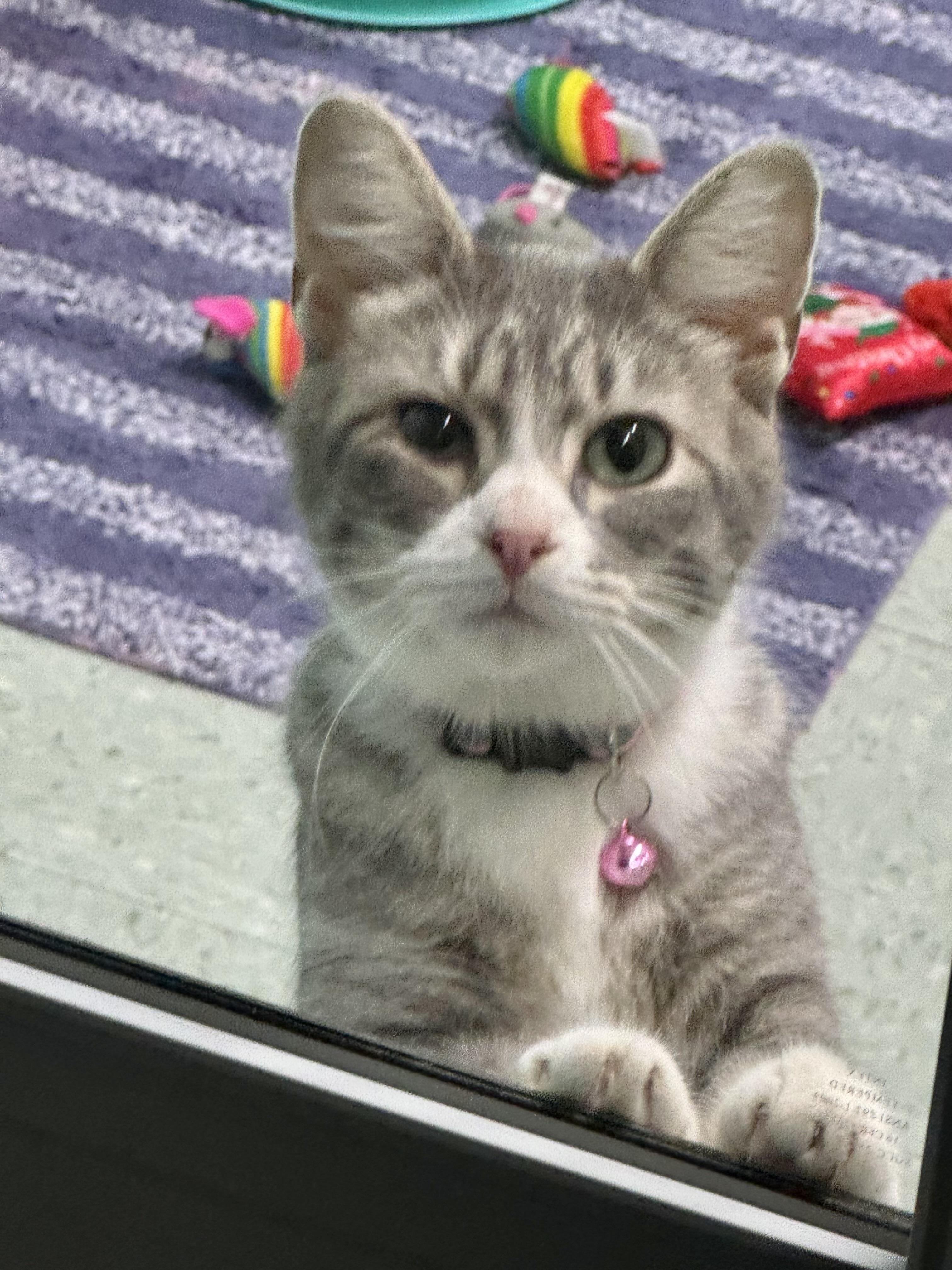 Romy, an adoptable Domestic Short Hair in Jamestown, ND_image-1