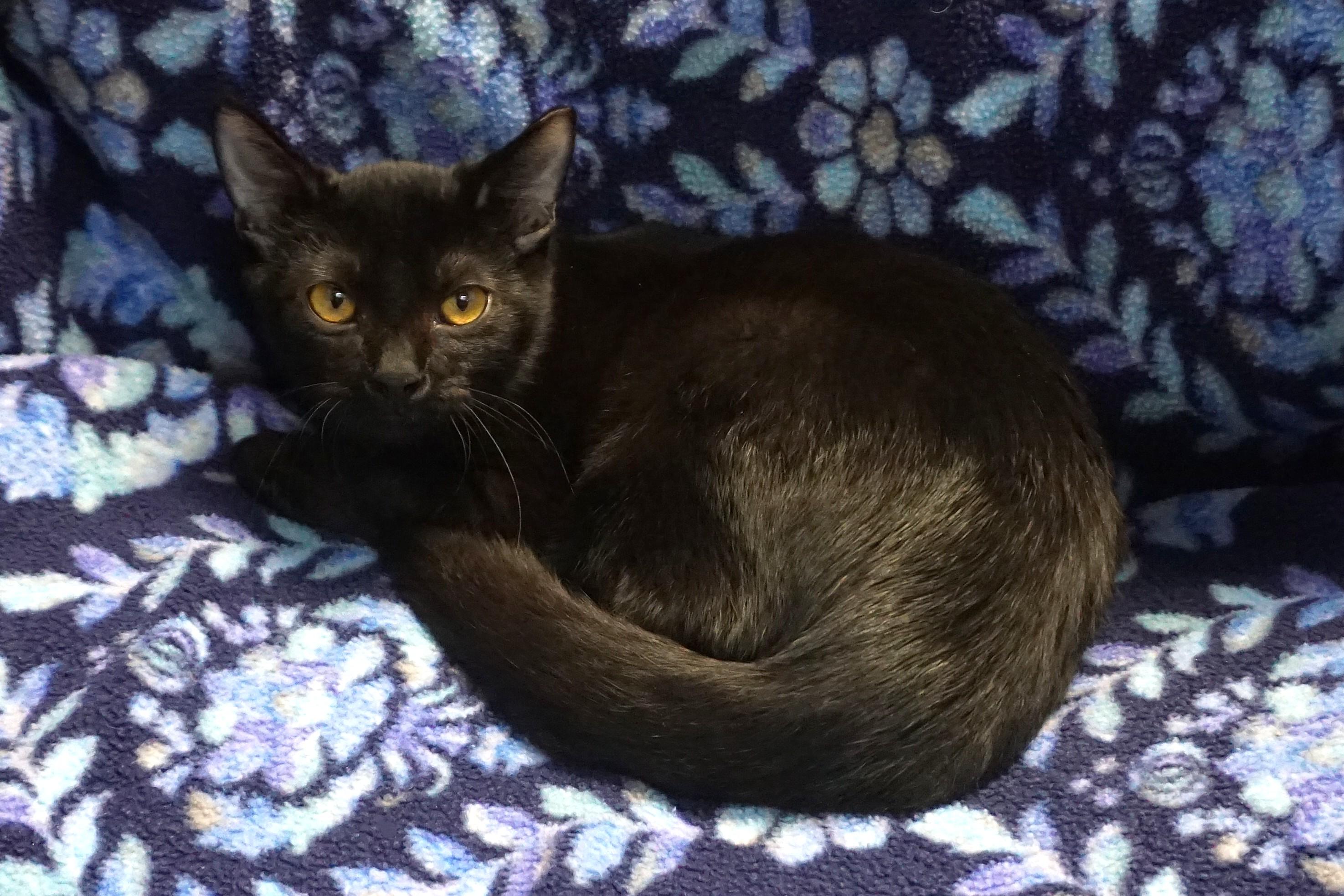Enlarge Yoda, a Adoptable Domestic Short Hair in Fountain Hills, AZ image 2/5