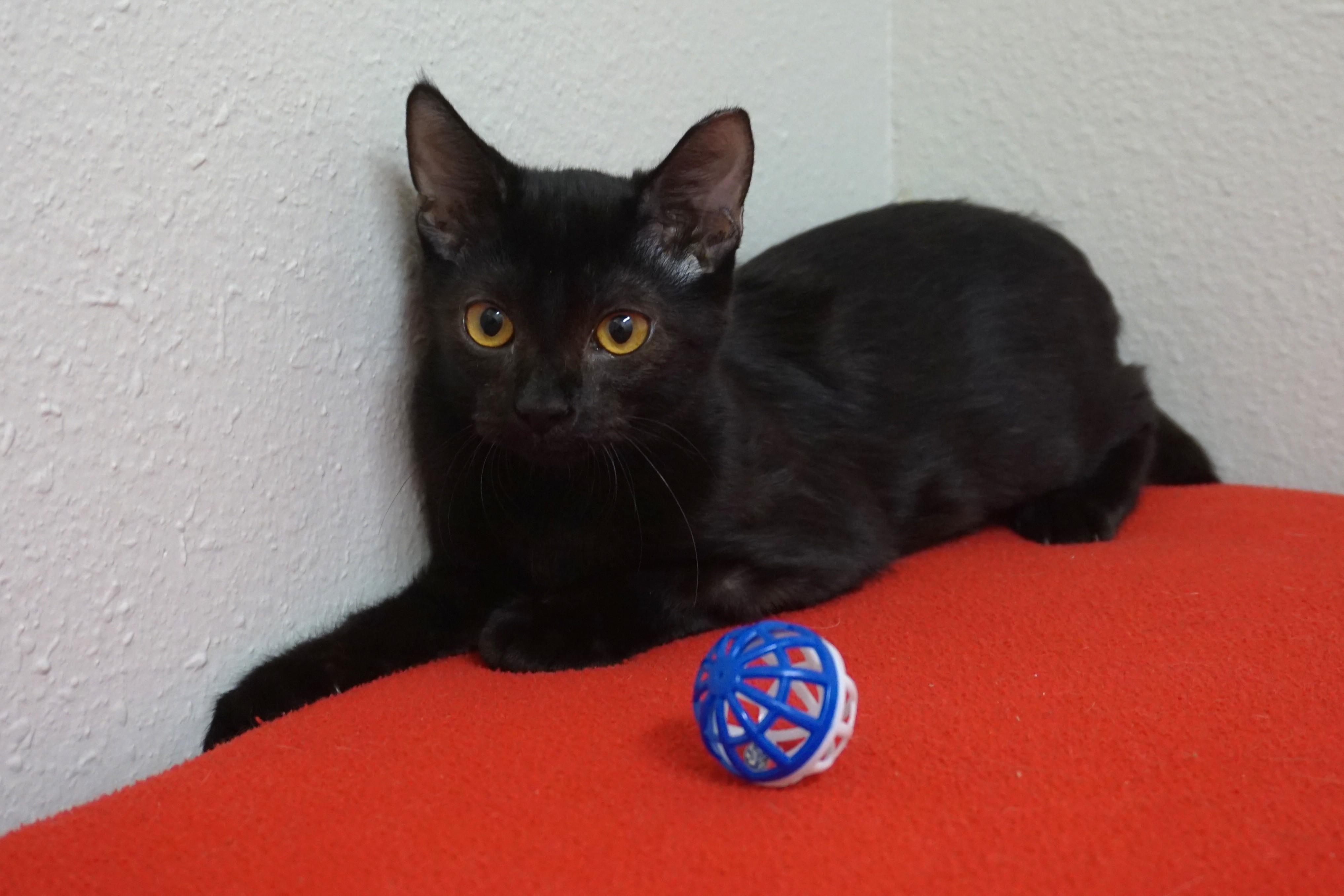 Enlarge Yoda, a Adoptable Domestic Short Hair in Fountain Hills, AZ image 4/5